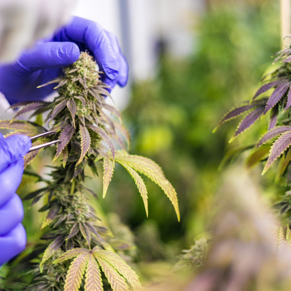 Grower harvesting a cannabis plant